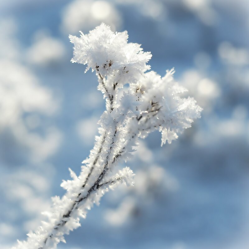 Снежный цветок - wea *