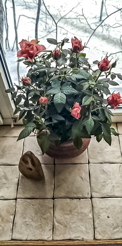 Розовые розы на моём окне... - Сергей Козырев