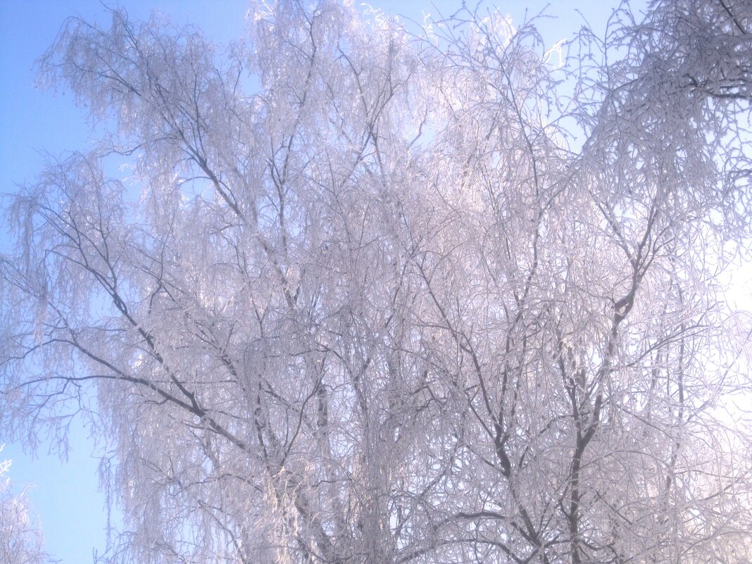 Морозное небо зимы - Елена Семигина