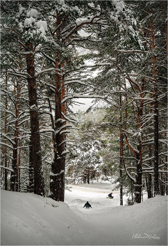 "Зима в лесу. С горки"© - Владимир Макаров