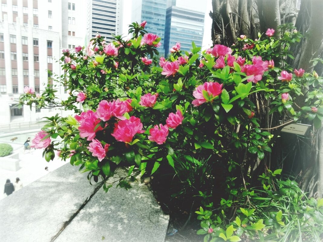 Весна в Гонконге - wea *