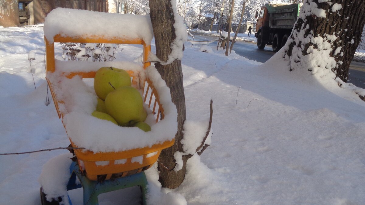 Возле нашего дома  яблоки в снегу - рождественское чудо... - Alex Aro Aro Алексей Арошенко