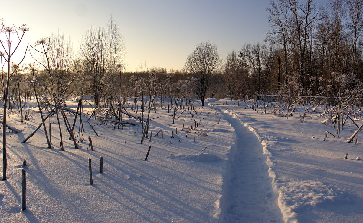 Мороз и снег, тропинка в поле, сухой бамбук борщевика... - Николай Белавин