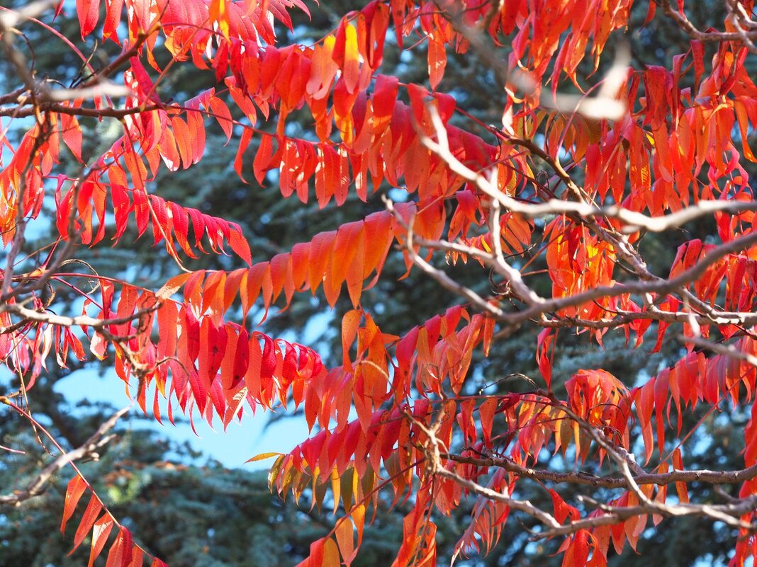 Rhus typhina Сумах оленерогий осенью - wea *