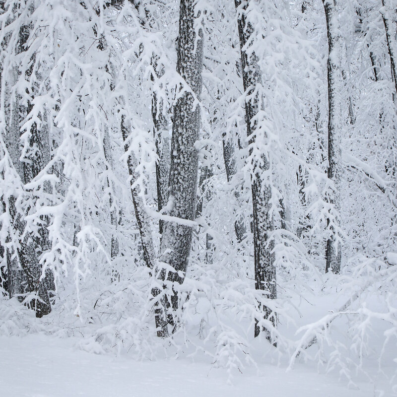 Зимний лес - Pavel Blashkin
