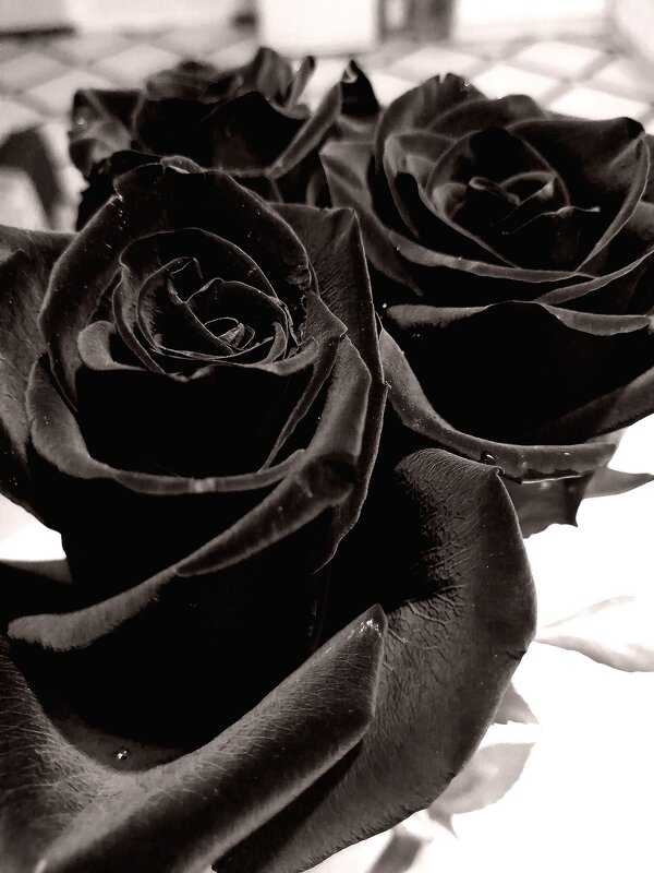 Любовь в черно белом цвете - Oksana Verkhoglyad