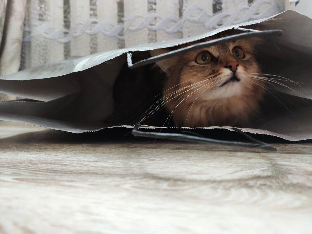Все кошки любят пакетики. - Andrew 