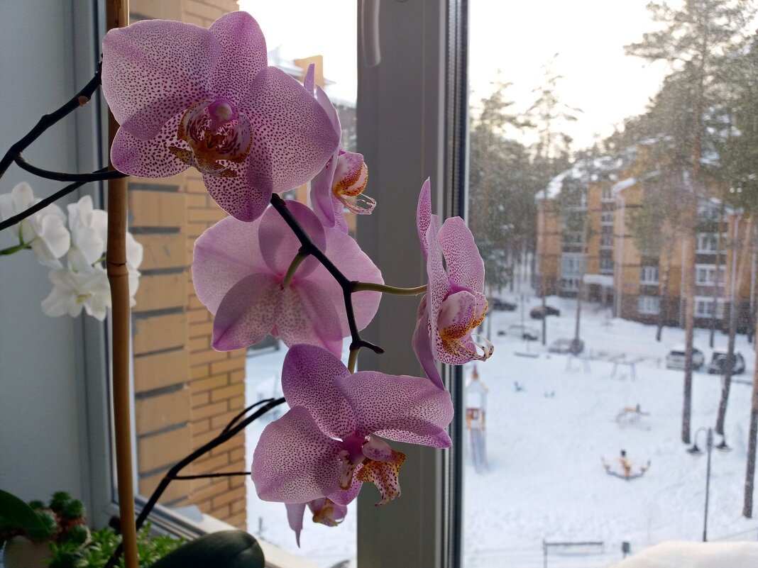 За окном январь - Galina Solovova