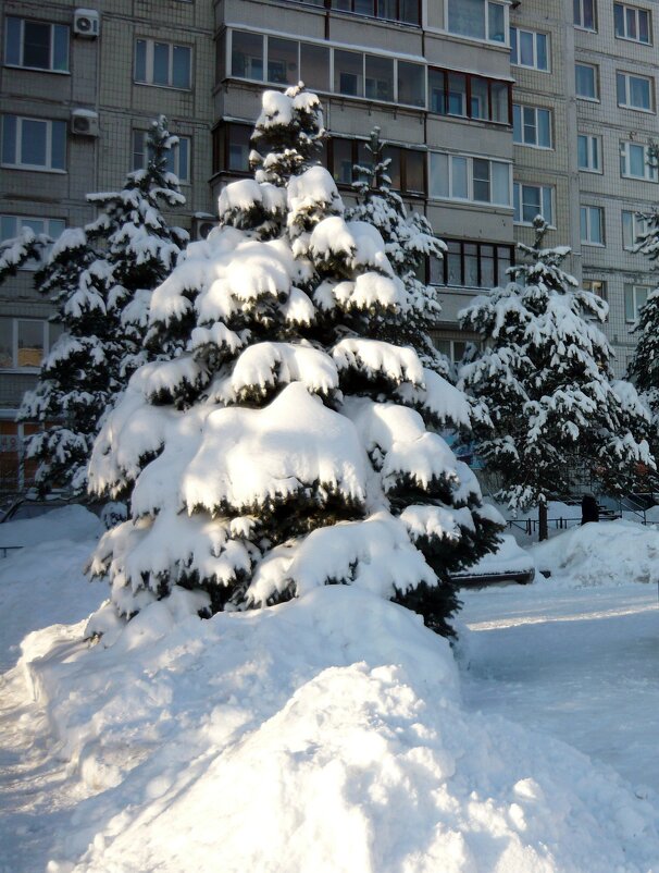 Ёлочка в снегу - Вера Щукина