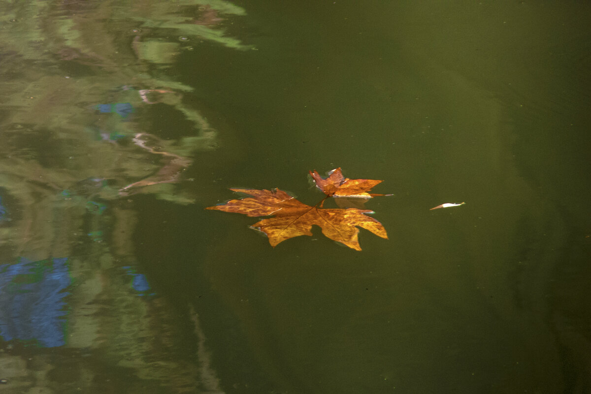 Осенний  лист в воде - Валентин Семчишин