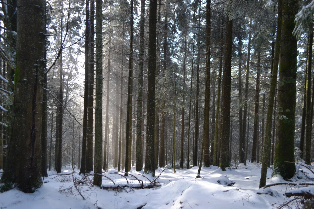 зимний лес - Татьяна 