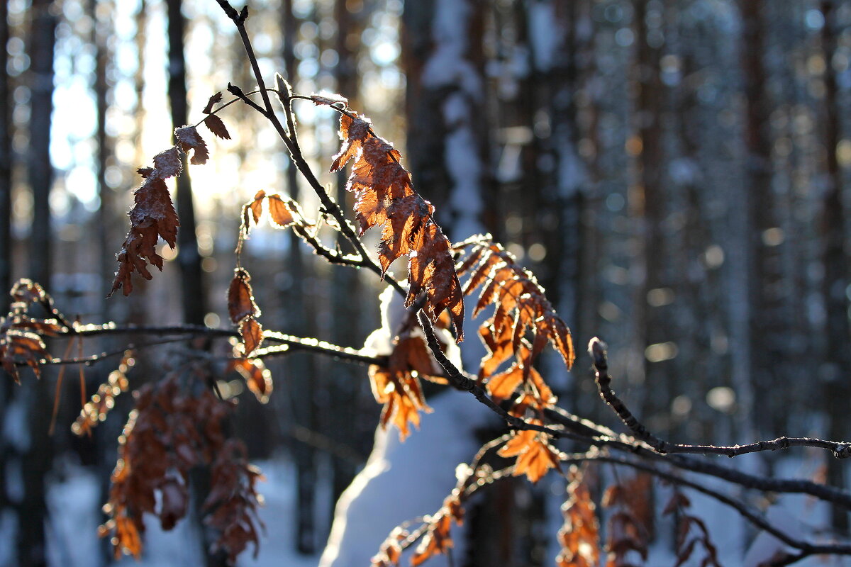 Зимний природный натюрморт - tamara kremleva