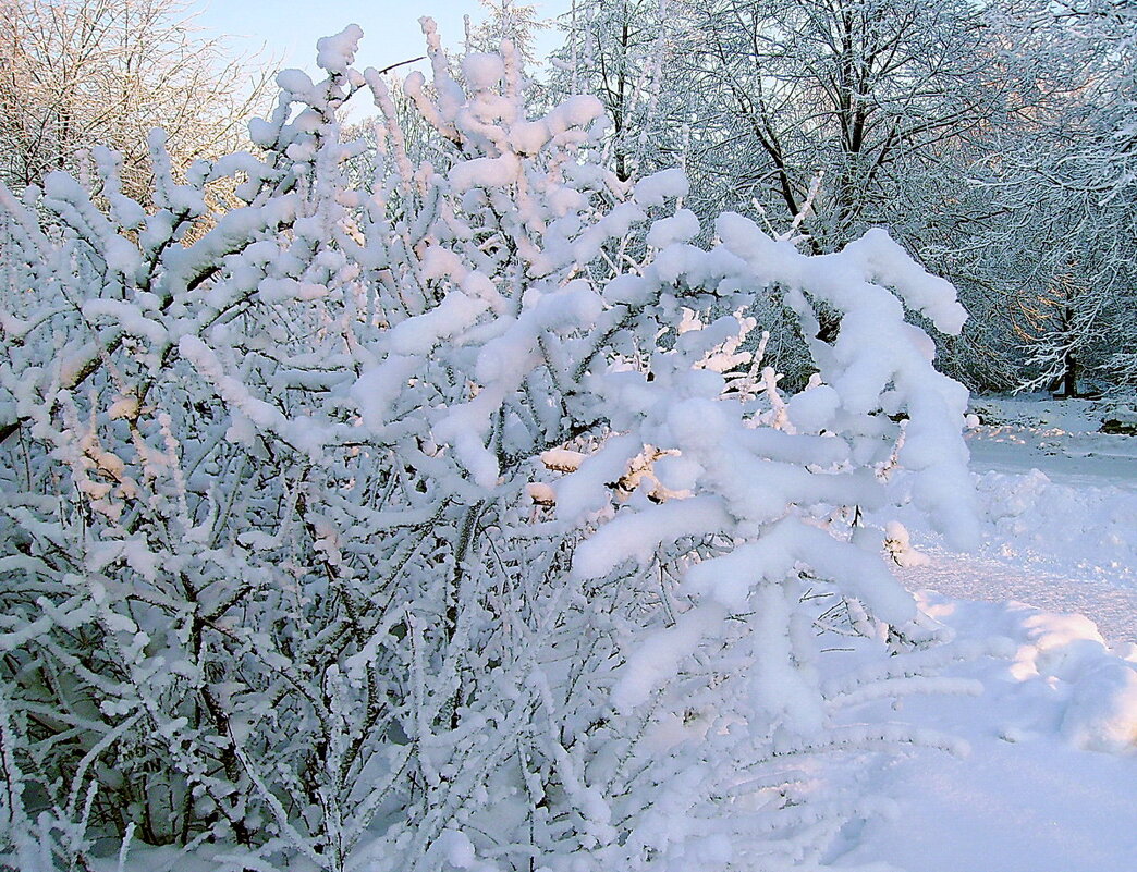 Снежная нежность. - Лия ☼