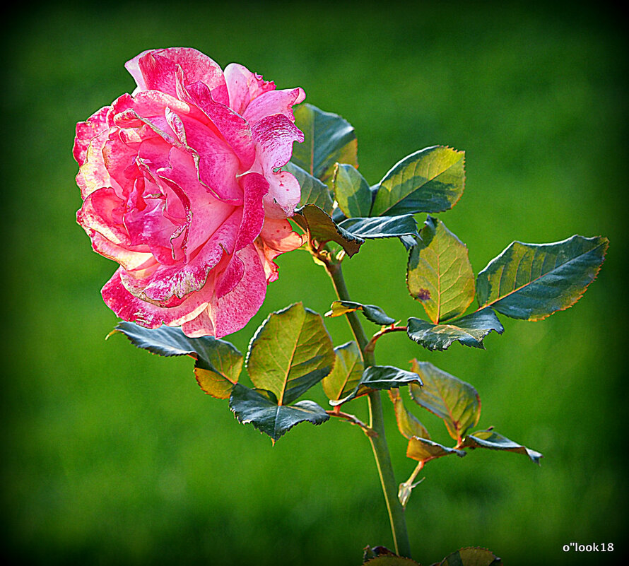 все цветы мне надоели кроме розы - Олег Лукьянов