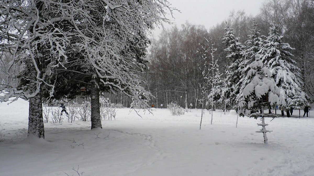 После снегопада, репортаж из зимнего парка. - Милешкин Владимир Алексеевич 
