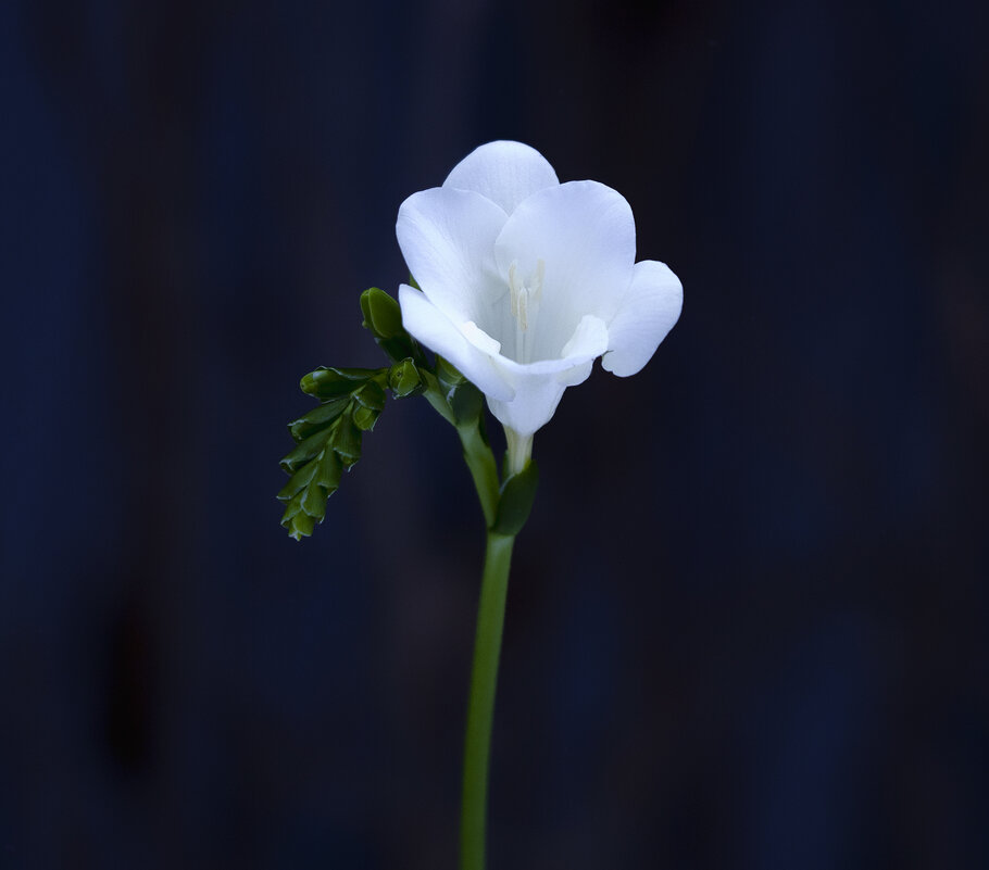 freesia - Zinovi Seniak