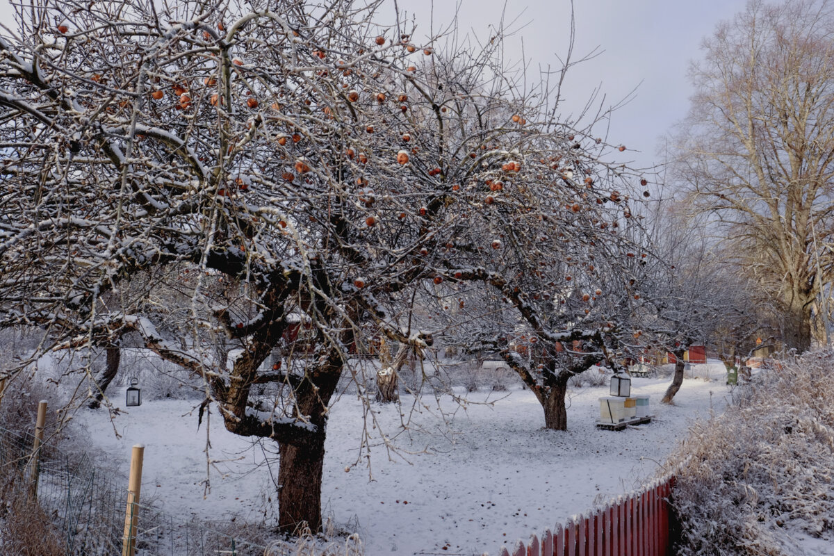 Вот и кущи-сады, в коих прорва мороженых яблок… - Александр Липовецкий