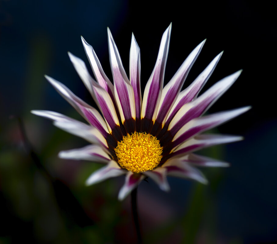 gazania - Zinovi Seniak