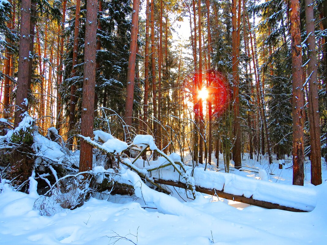 В зимнем лесу - Андрей Снегерёв