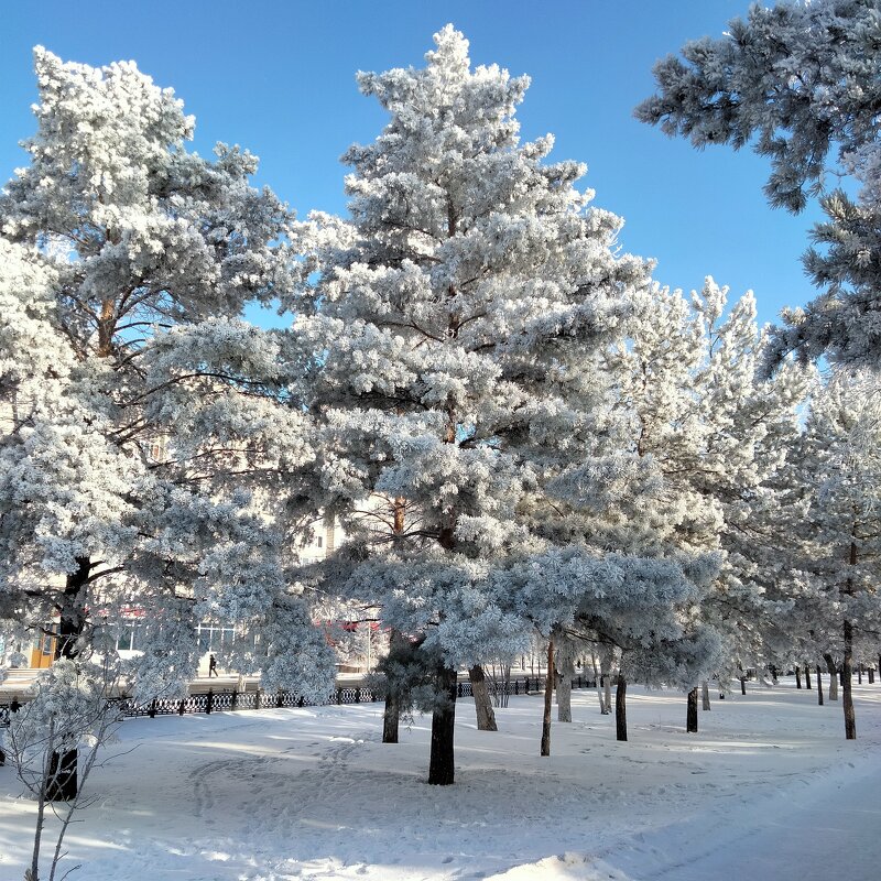 Сосны в снегу - Динара Каймиденова