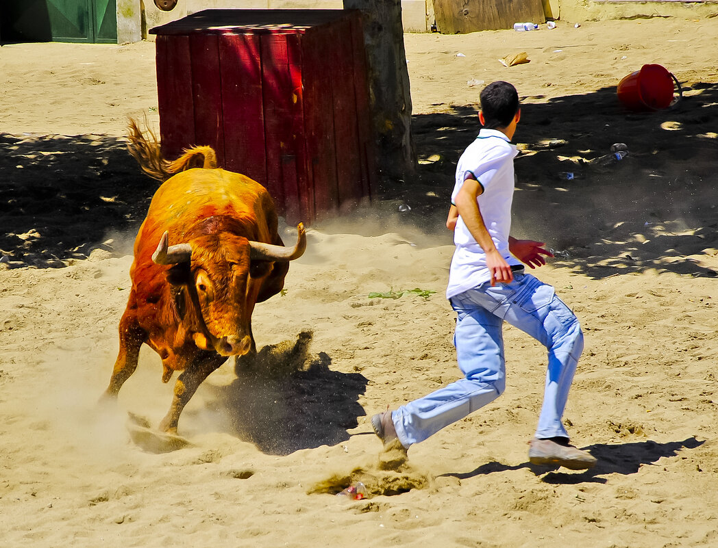 Наперегонки с быком - azambuja 