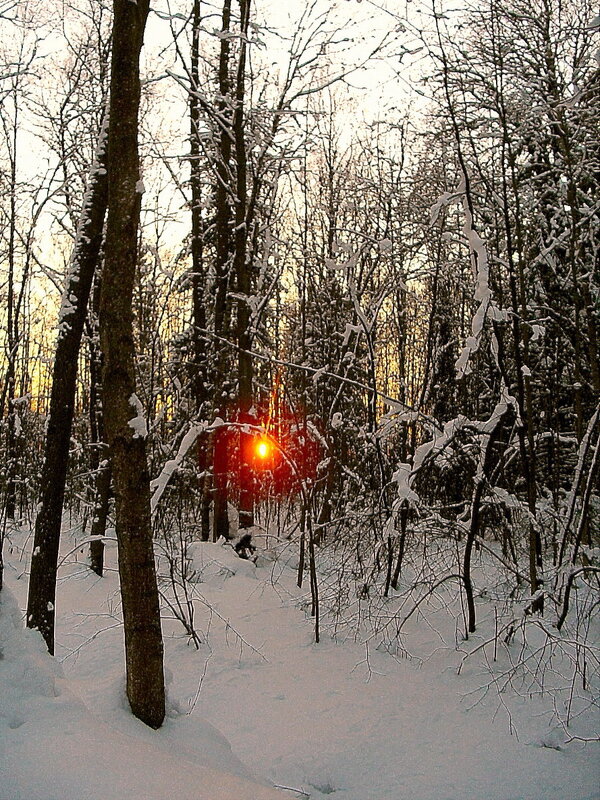 Закат солнца в зимнем лесу. - Лия ☼
