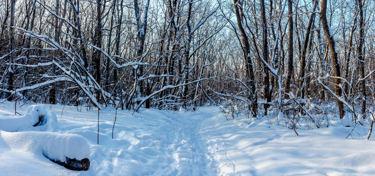 Утром в лесу зимой - Юрий Стародубцев