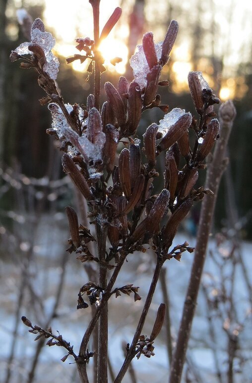 Ледяные цветы - Вера Щукина