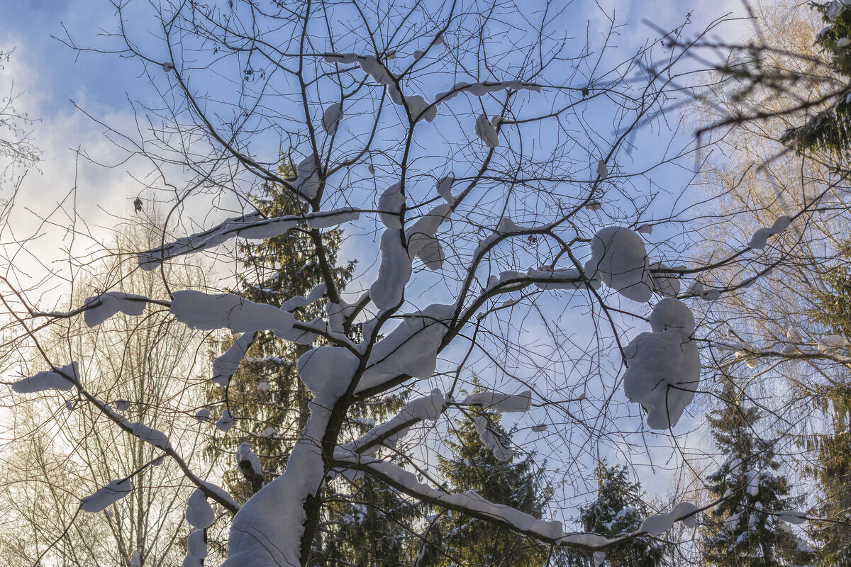 Снег на ветках - Сергей Цветков