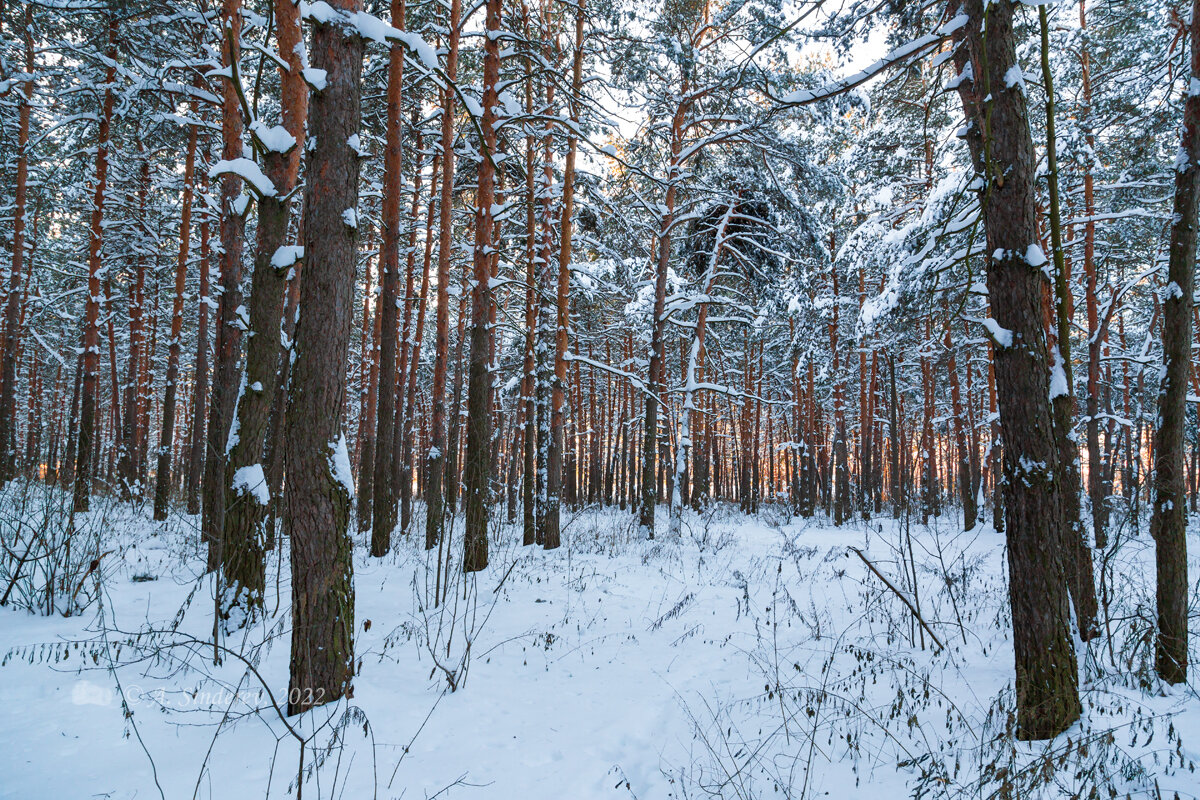 Зимние деревья - Александр Синдерёв