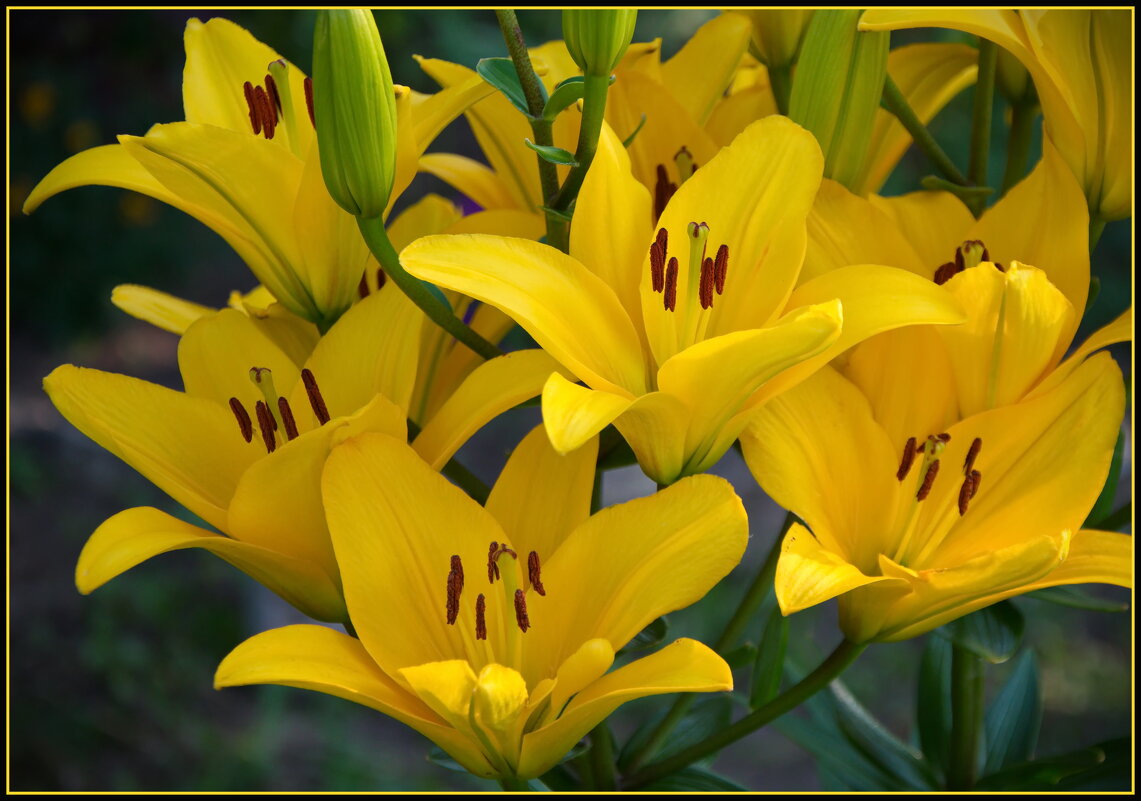 Желтые лилии - lady v.ekaterina
