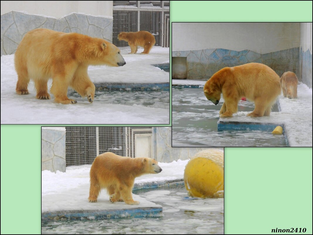 Медведи в ростовском зоопарке... - Нина Бутко