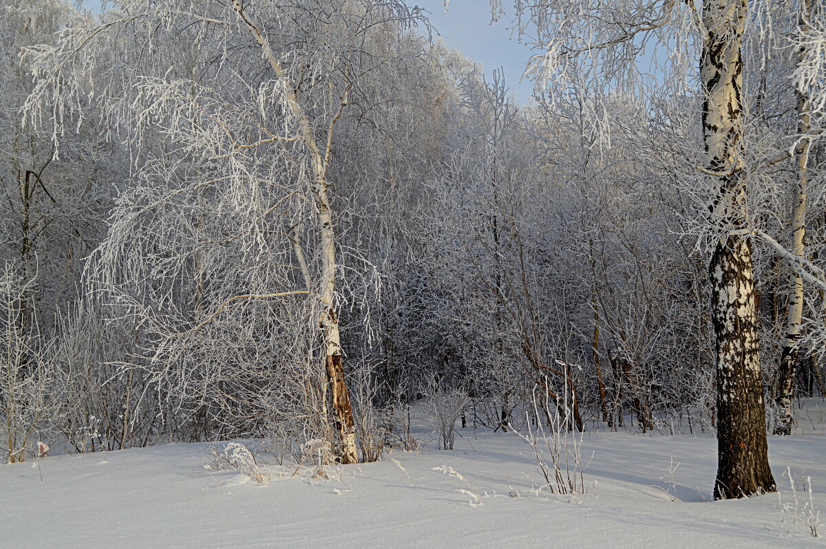 Морозный лес - Татьяна Лютаева