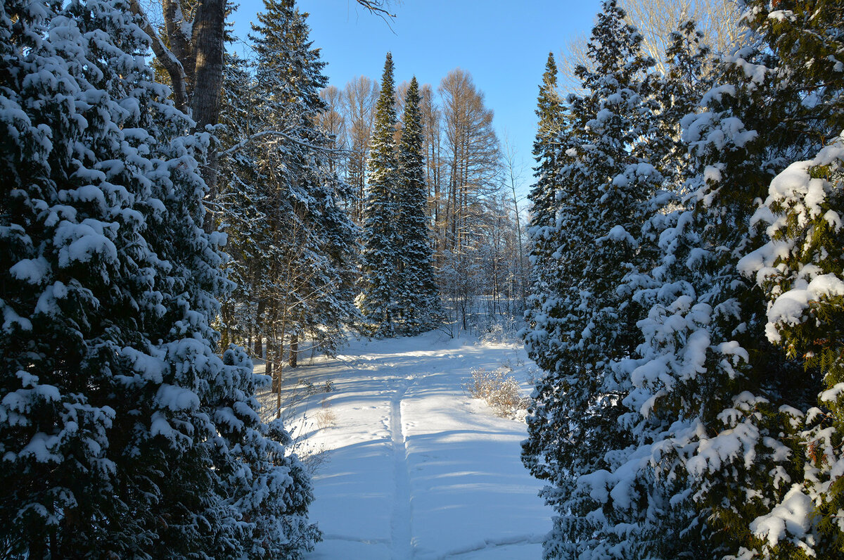 В зимнем лесу - Валерий Медведев