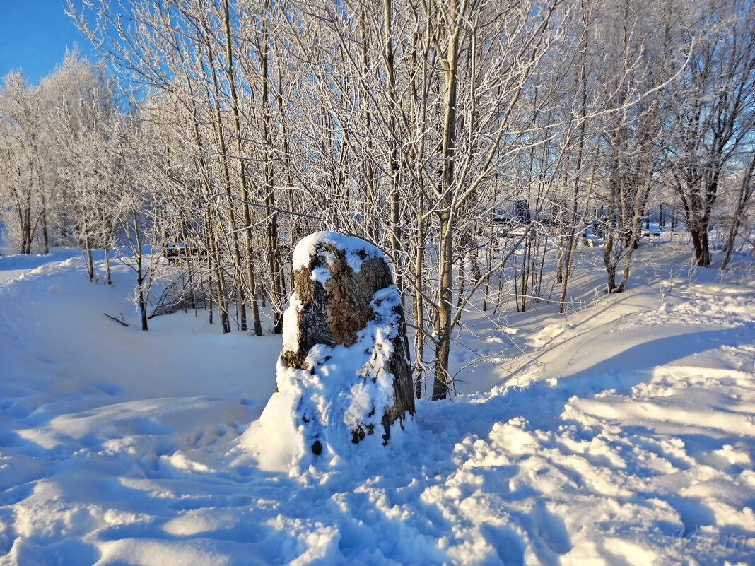 Пенек - veera v