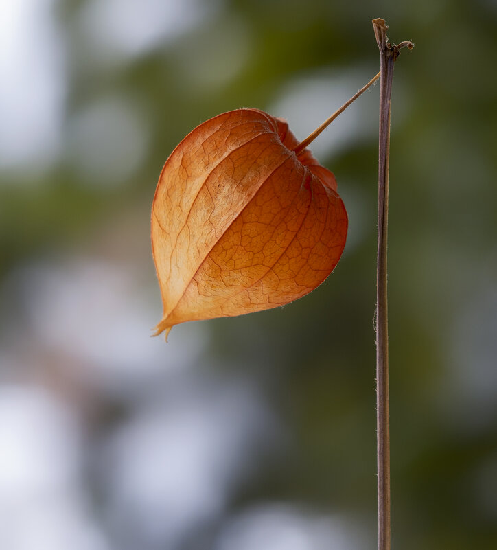 physalis - Zinovi Seniak