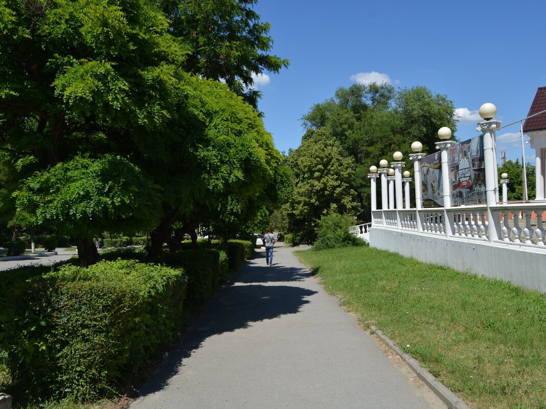 Каменск-Шахтинский. Акации на проспекте Карла Маркса. - Пётр Чернега