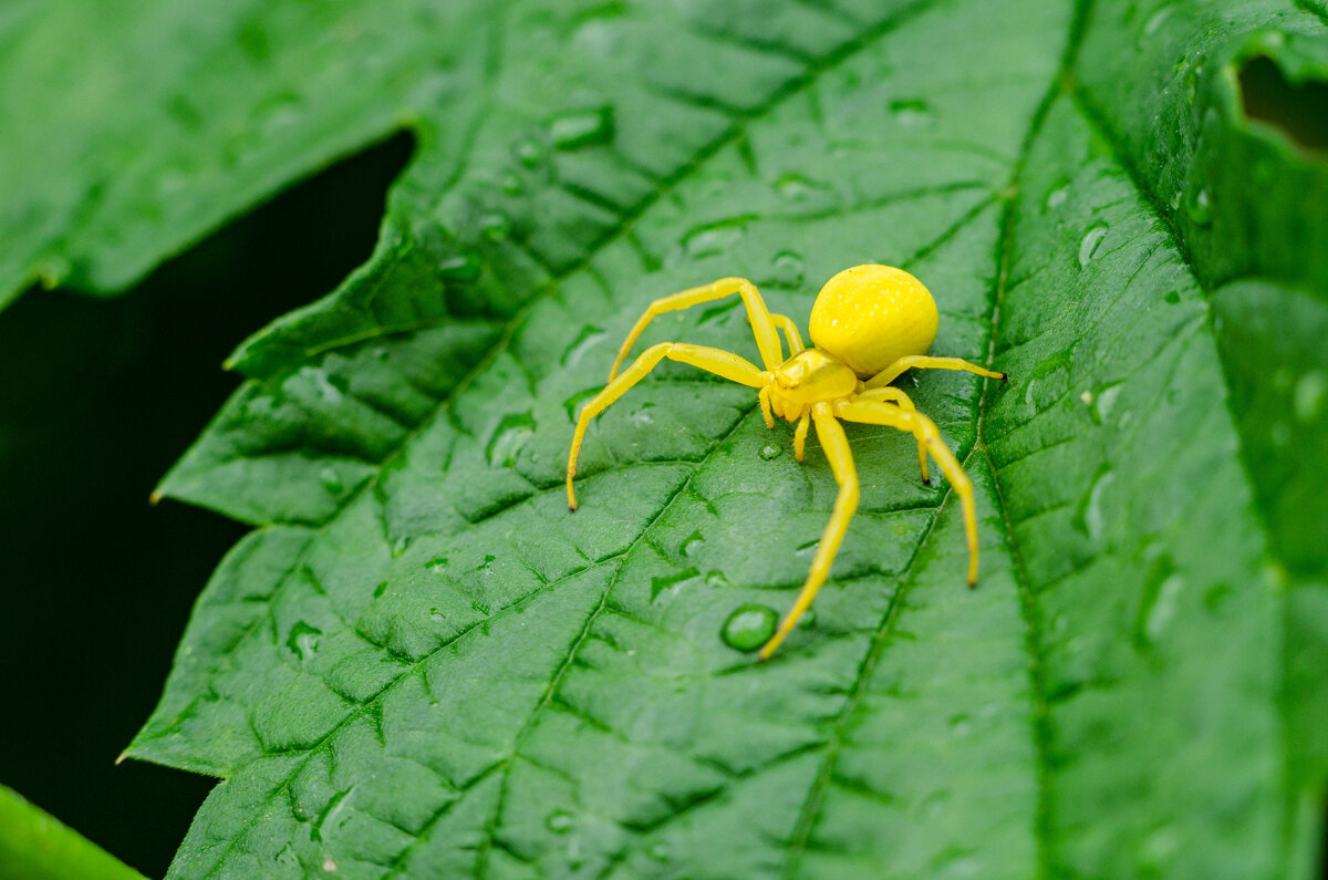 цветочный паук - Александр Леонов