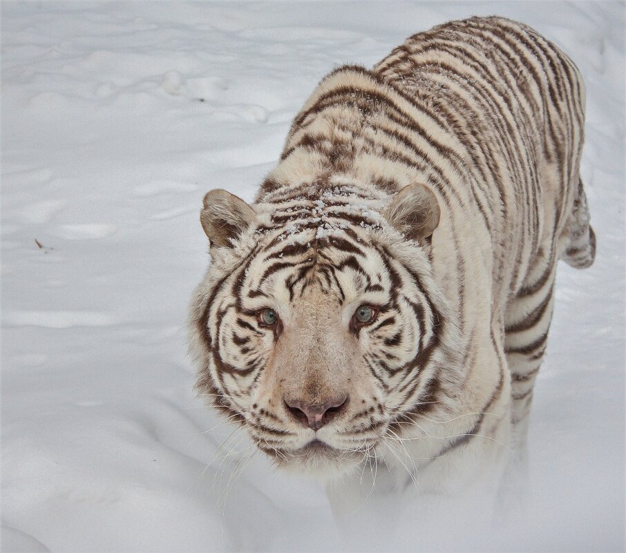 Бенгальский тигр,белая версия. - аркадий 