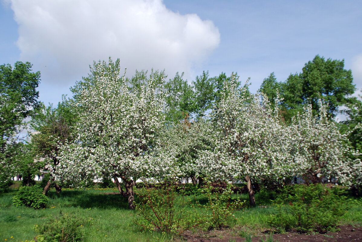 весны цветение - nataly-teplyakov 