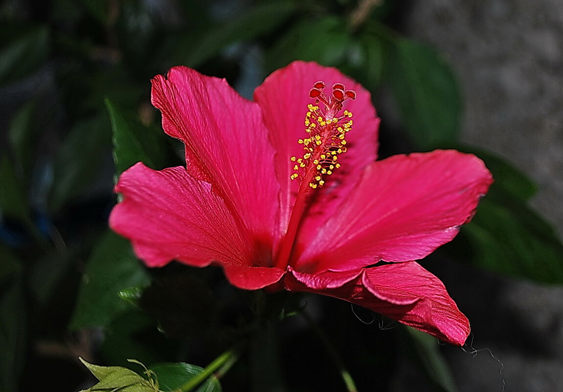 Hibiscus calyphyllus