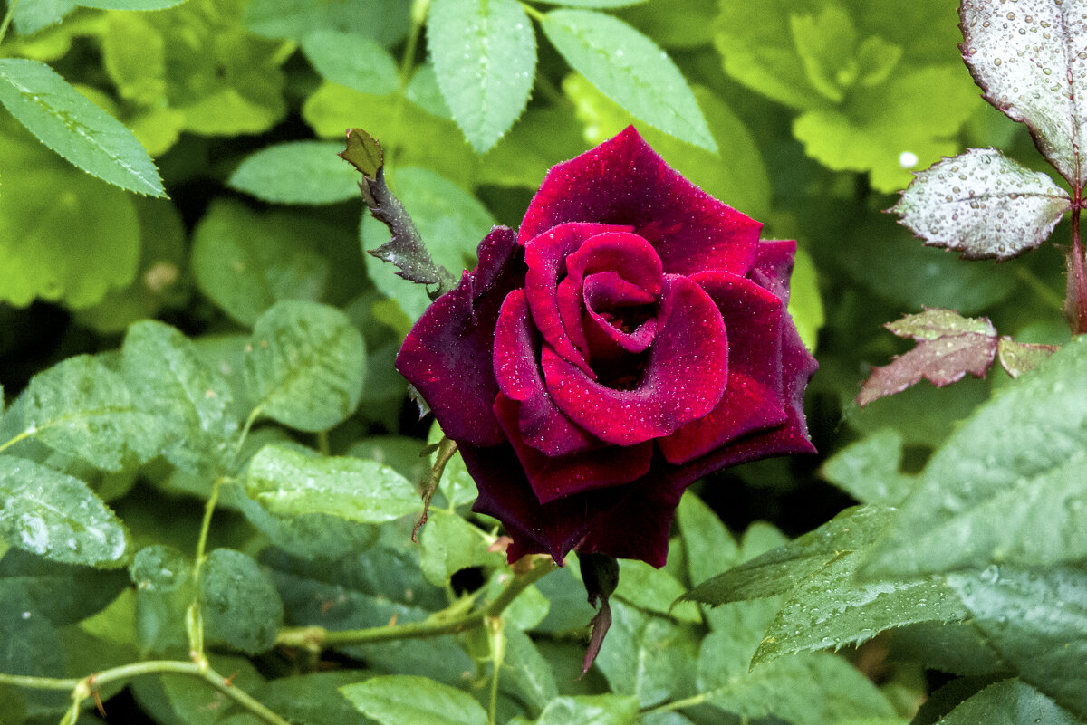 Мир  цветов, бархатная  роза - Валентин Семчишин