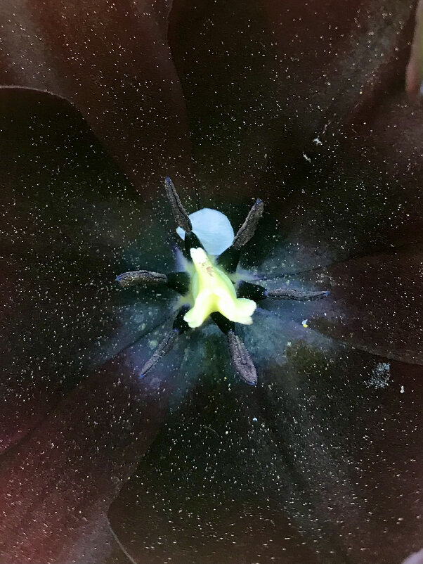 Космос тюльпана - Pippa 