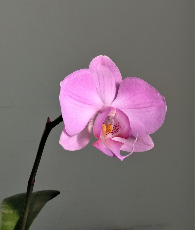 Орхидея - Лариса С.