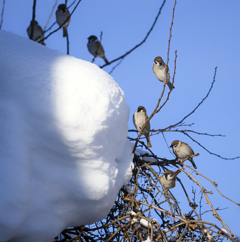 waiting for spring - Zinovi Seniak