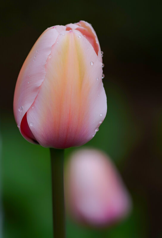 tulip - Zinovi Seniak