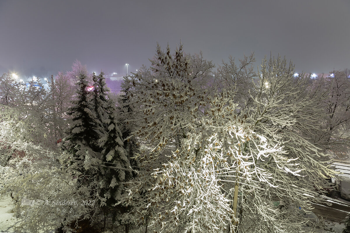 Деревья в снегу - Александр Синдерёв