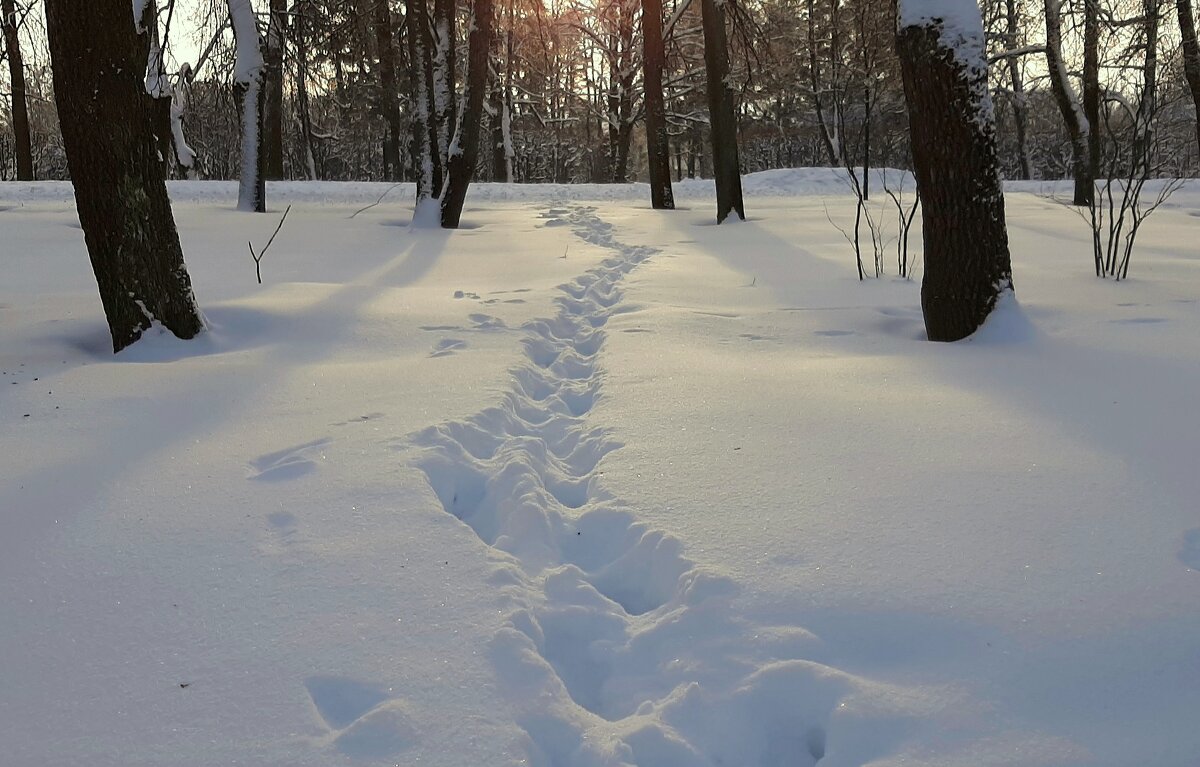 В зимнем парке - Наталья Герасимова