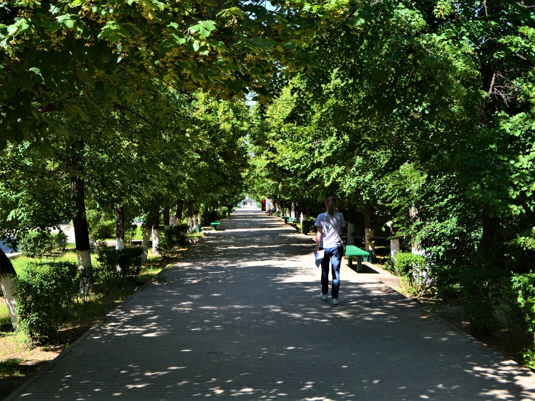 Каменск-Шахтинский. Липовая аллея проспекта Карла Маркса. - Пётр Чернега