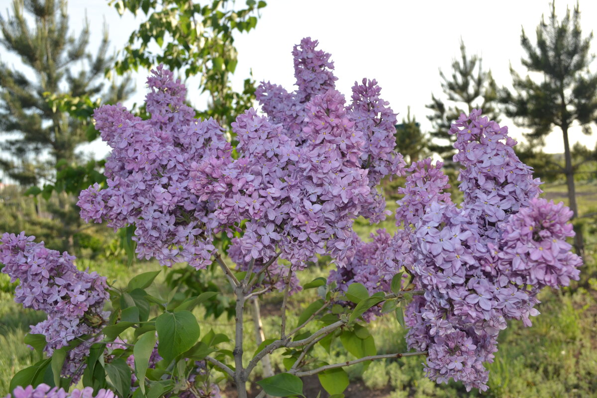 Сирень,в феврале.... - Георгиевич 